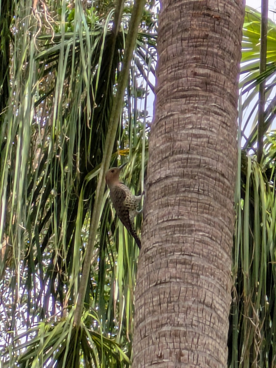 Northern Flicker - ML631635574