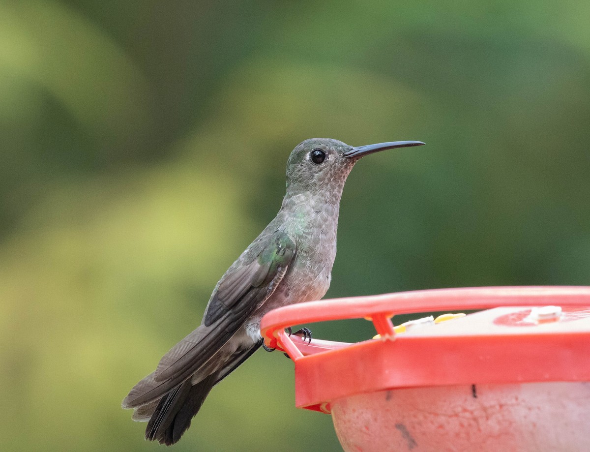 Sombre Hummingbird - ML631635591