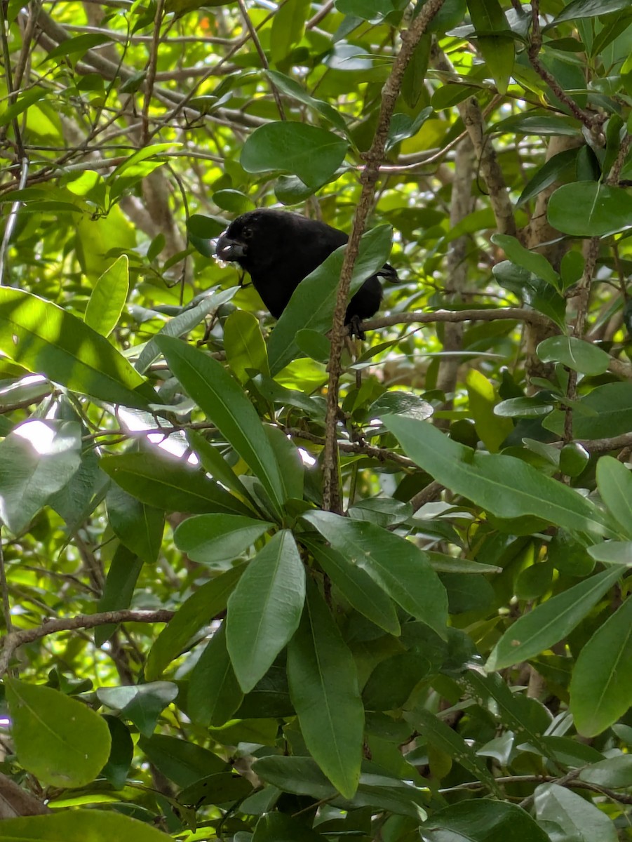 Grand Cayman Bullfinch - ML631635625