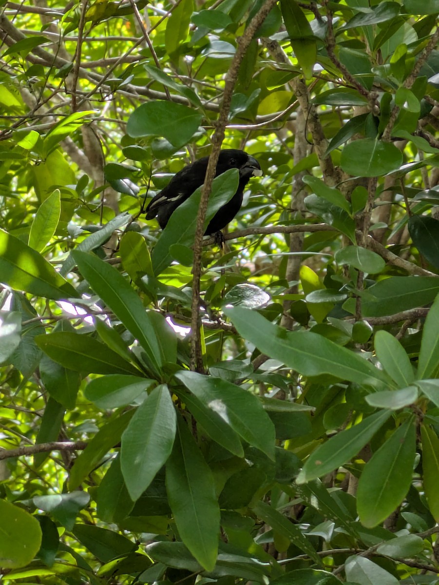 Grand Cayman Bullfinch - ML631635626