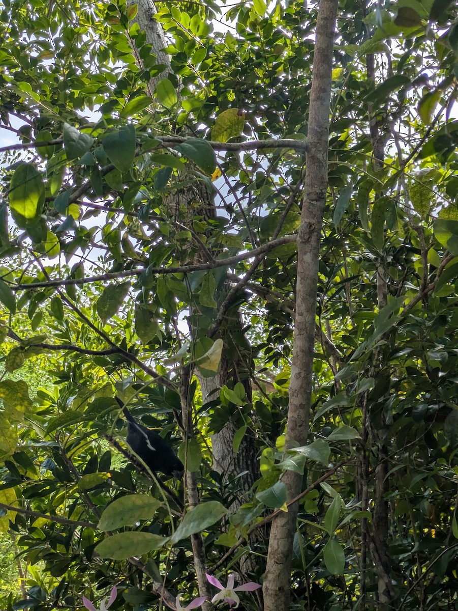 Grand Cayman Bullfinch - ML631635627