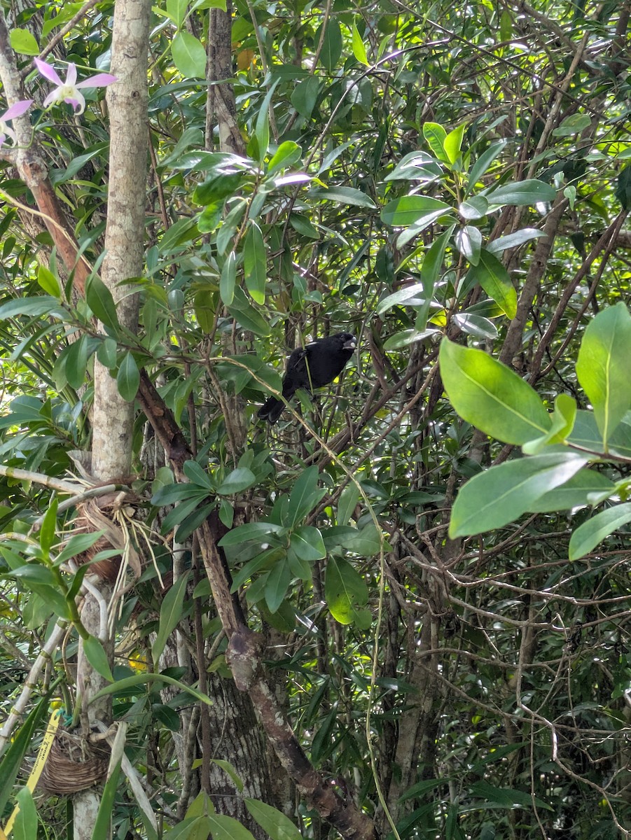 Grand Cayman Bullfinch - ML631635629