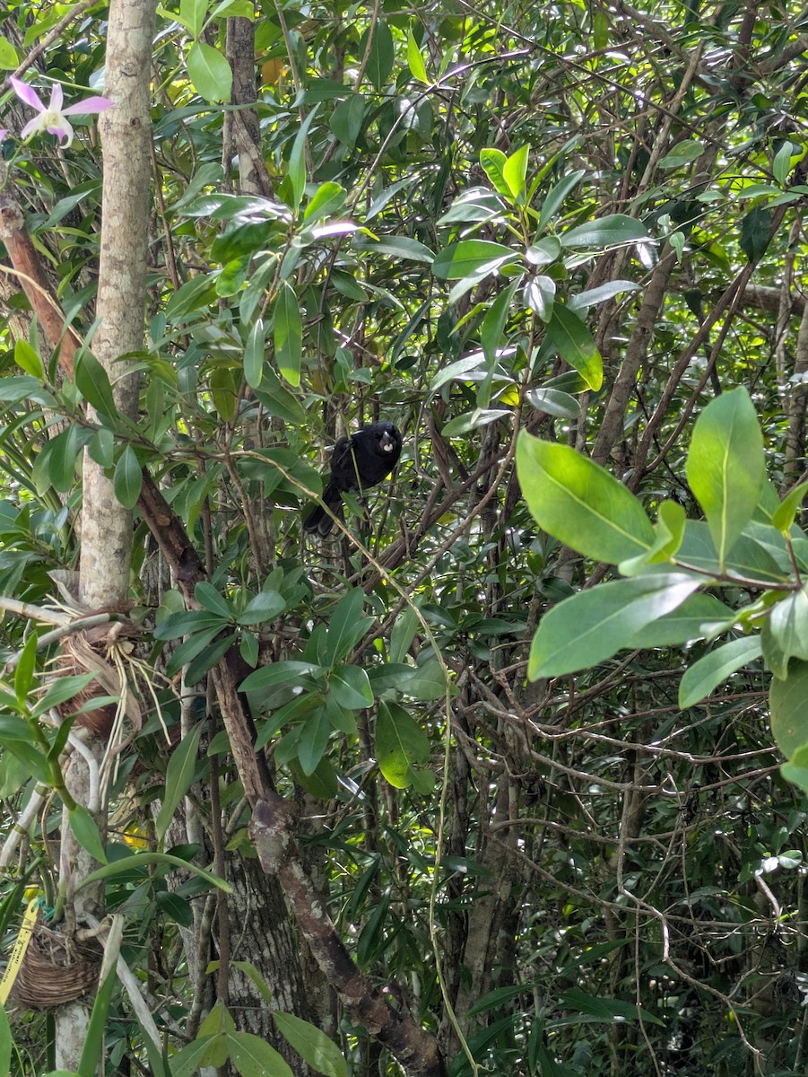 Grand Cayman Bullfinch - ML631635630