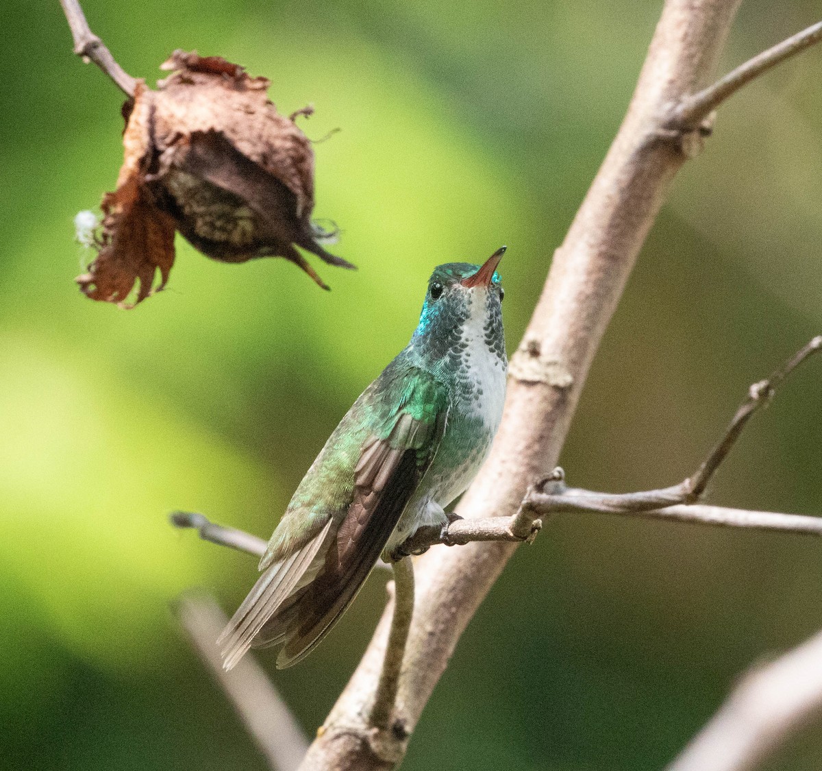 Versicolored Emerald - ML631635636