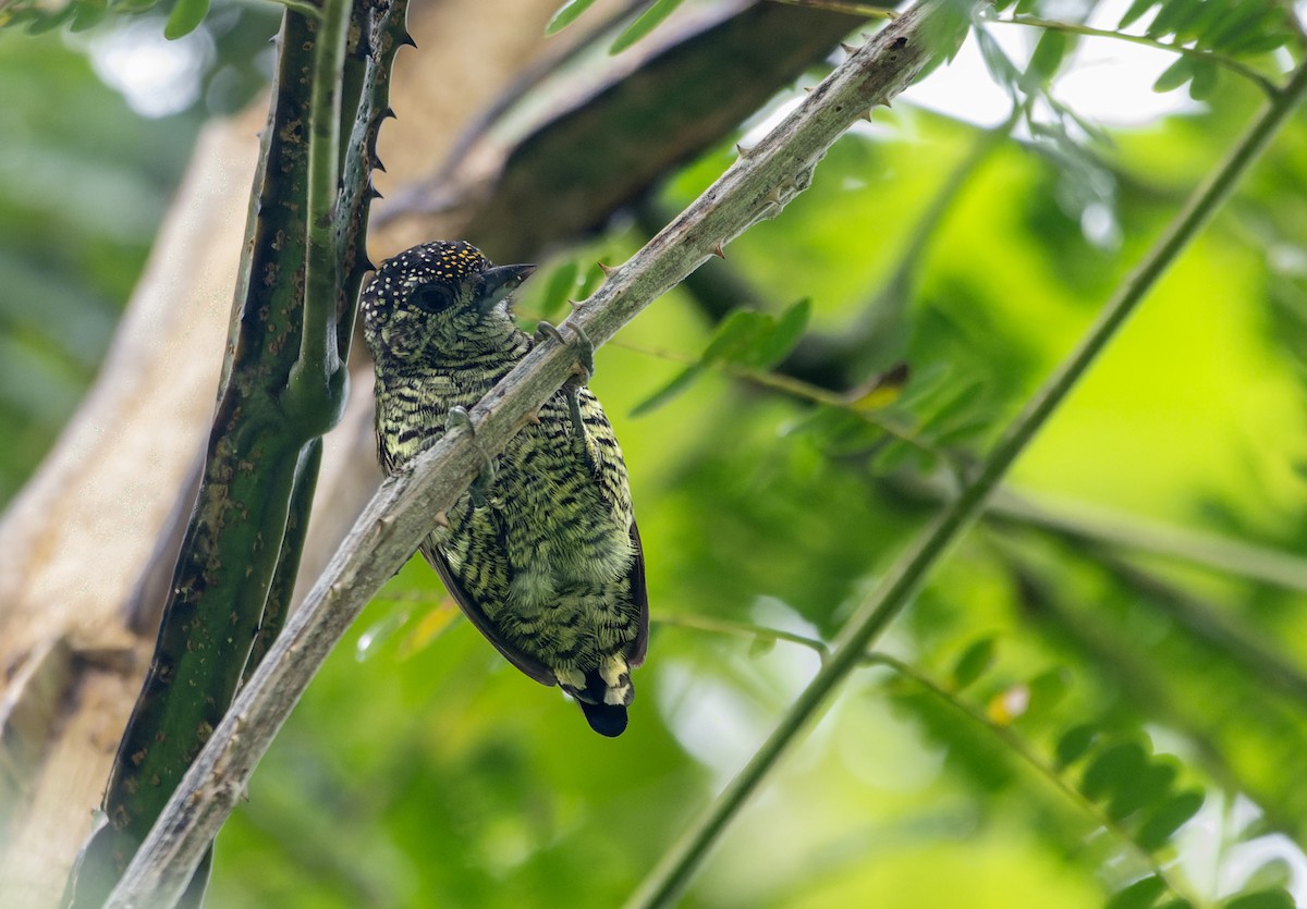 Lafresnaye's Piculet - ML631635736