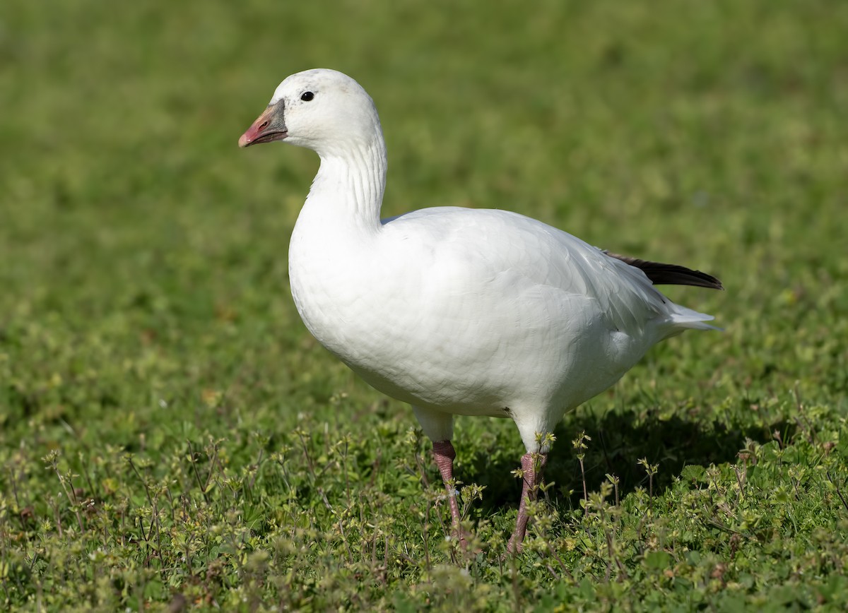 husa bělostná - ML631636001