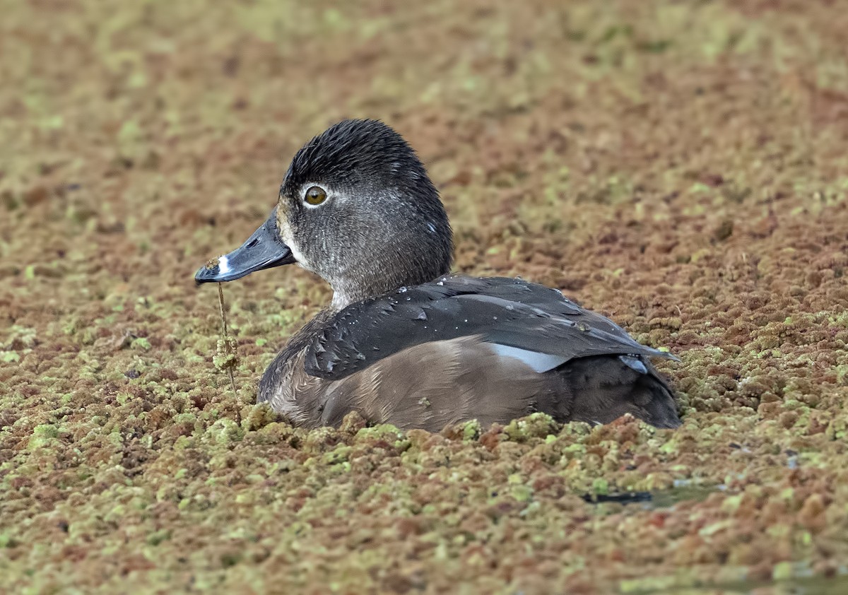 polák proužkozobý - ML631636021