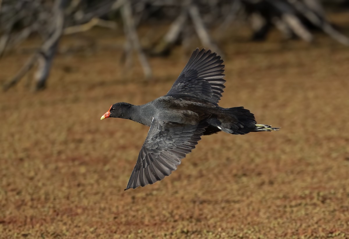 slípka americká - ML631636029