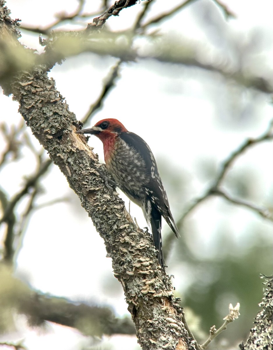 Red-breasted Sapsucker - ML631636150