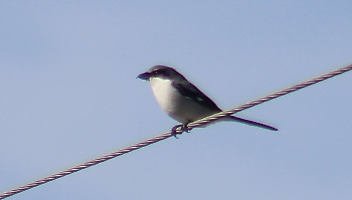 Loggerhead Shrike - ML631636181