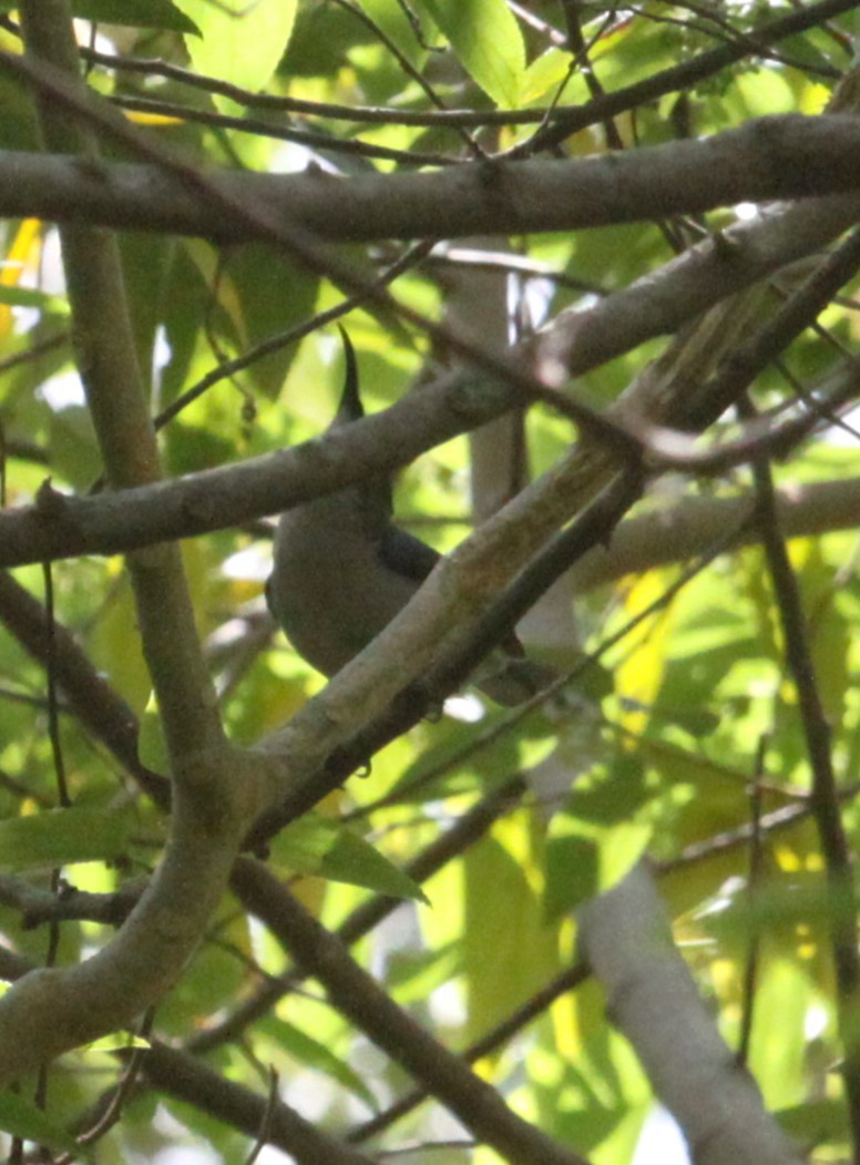 Mouse-colored Sunbird - ML631636248