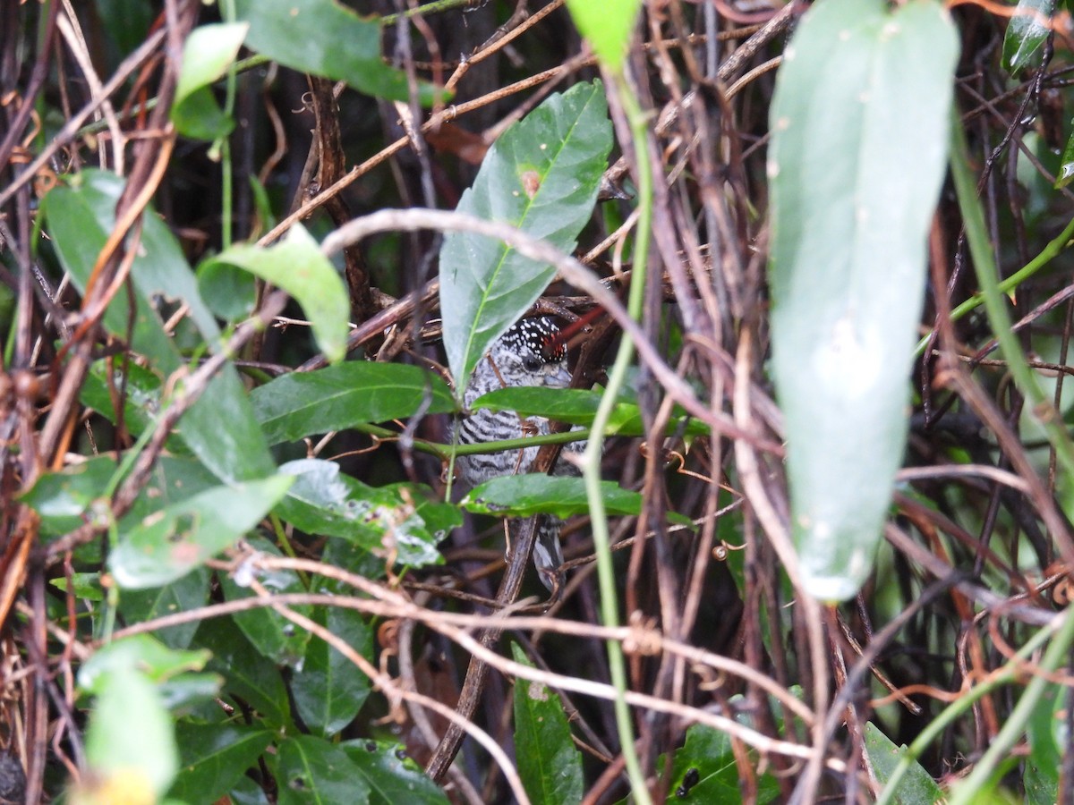 White-barred Piculet - ML631636301