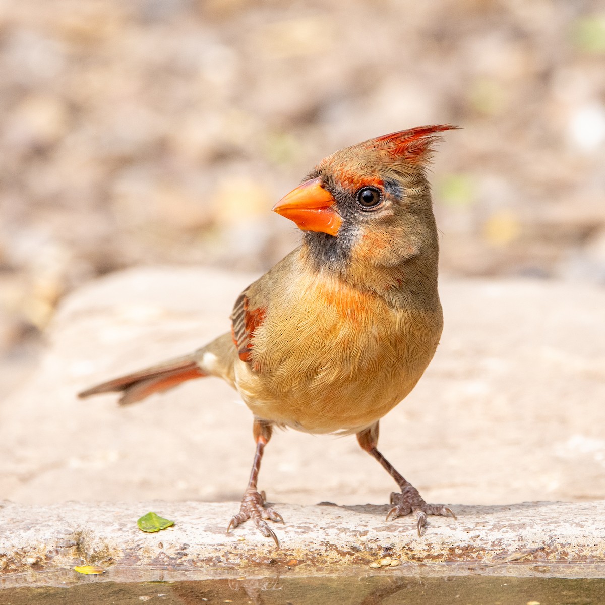 Northern Cardinal - ML631636514