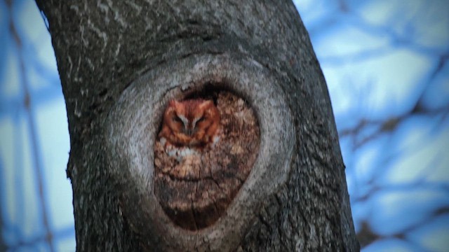 Eastern Screech-Owl - ML631636641