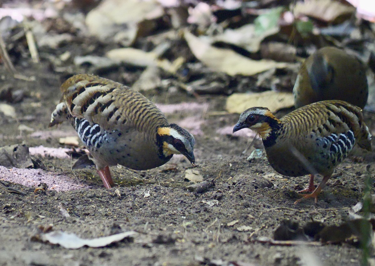 Orange-necked Partridge - ML631636664