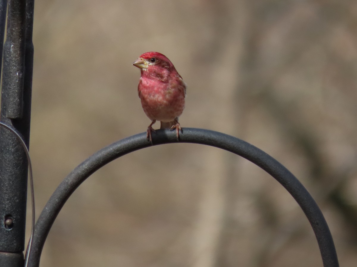 Purple Finch - ML631636677