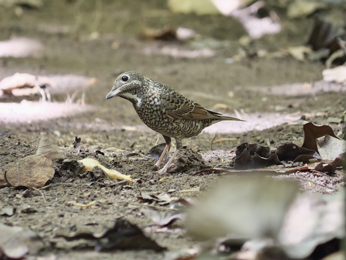 White-throated Rock-Thrush - ML631636686