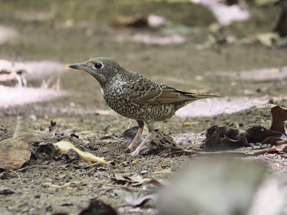 White-throated Rock-Thrush - ML631636690