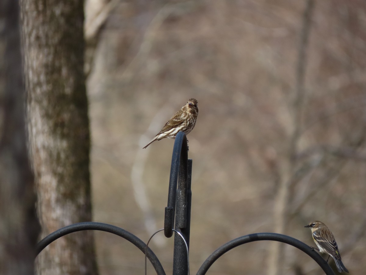 Purple Finch - ML631636742