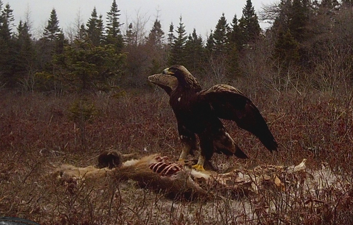 Kaya Kartalı - ML631636916