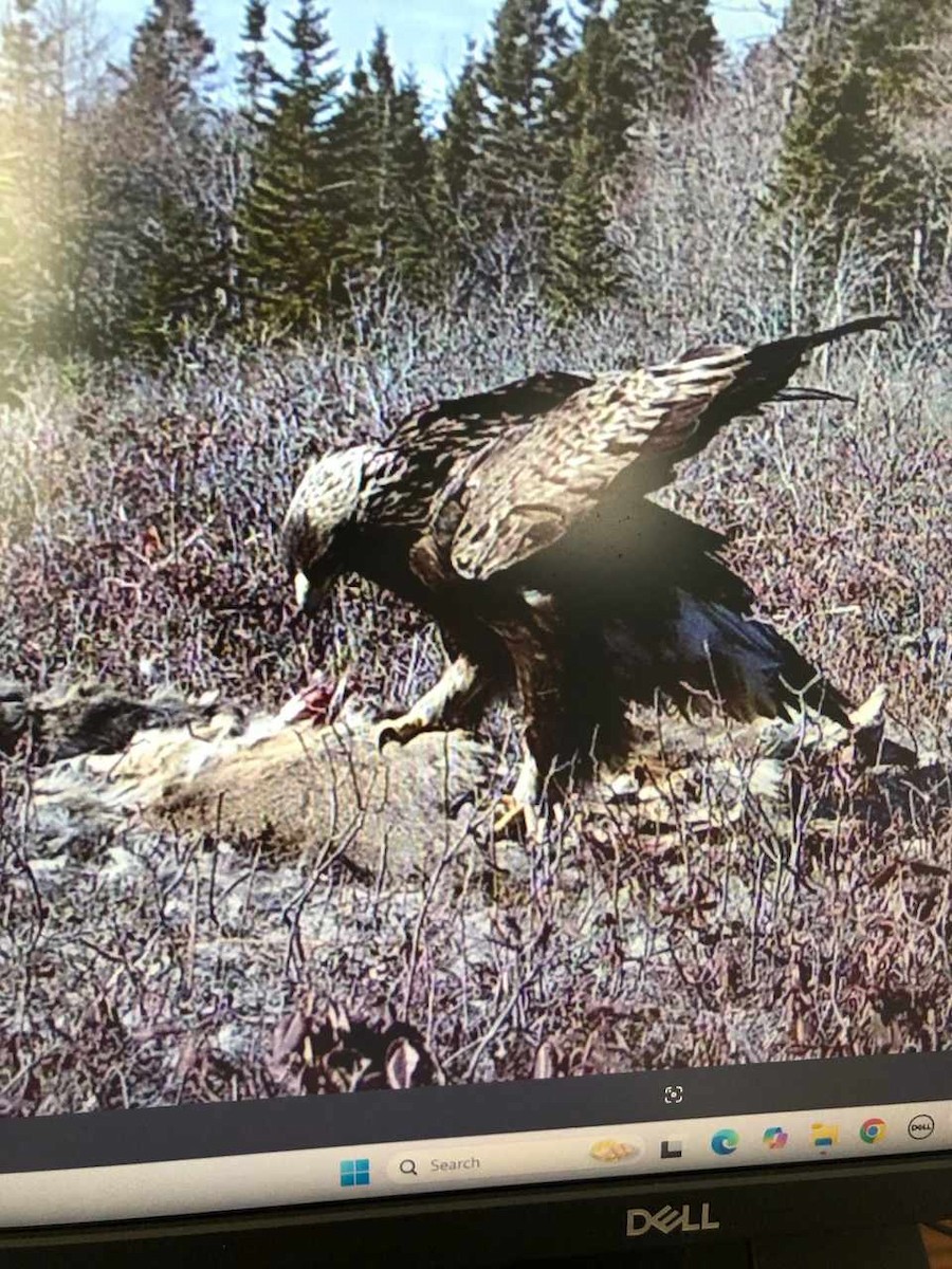 Kaya Kartalı - ML631636946