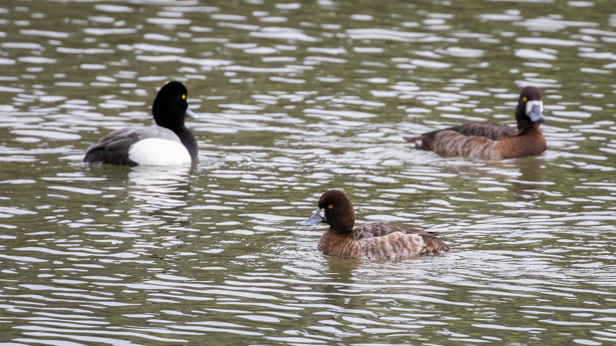 Lesser Scaup - ML631636993