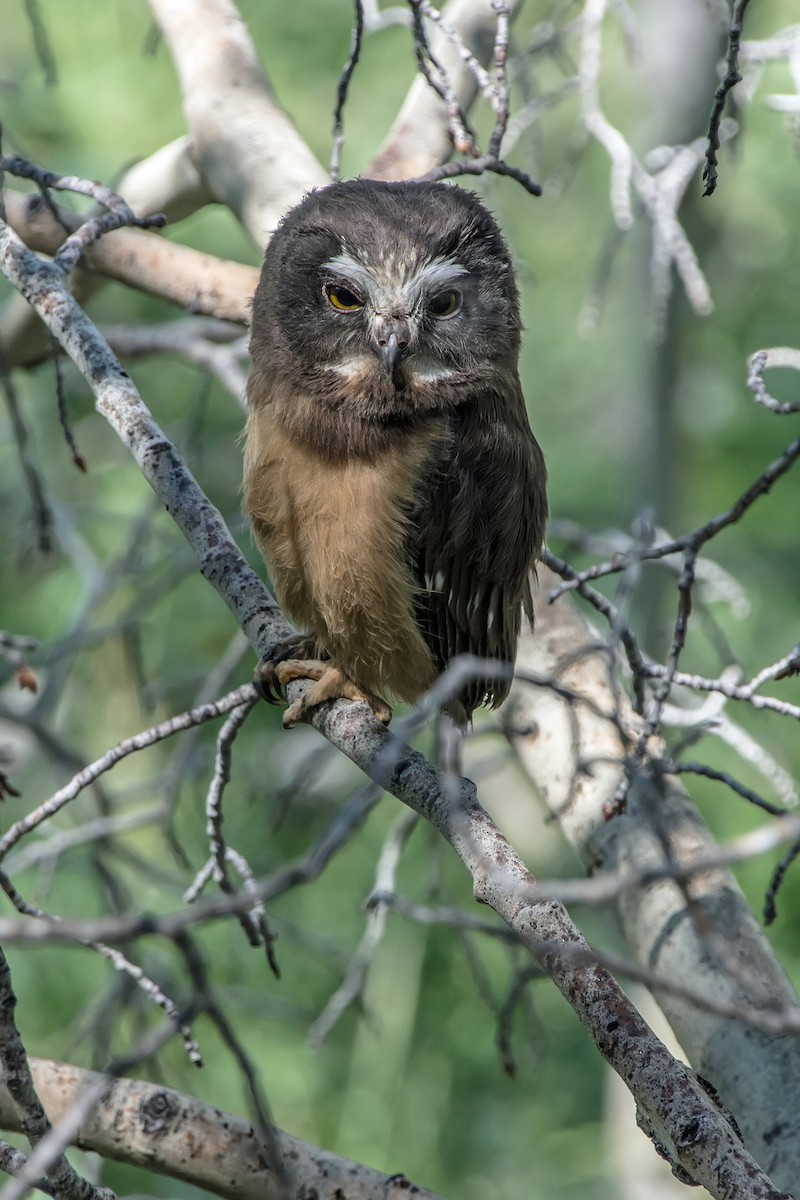 Northern Saw-whet Owl - ML631637282