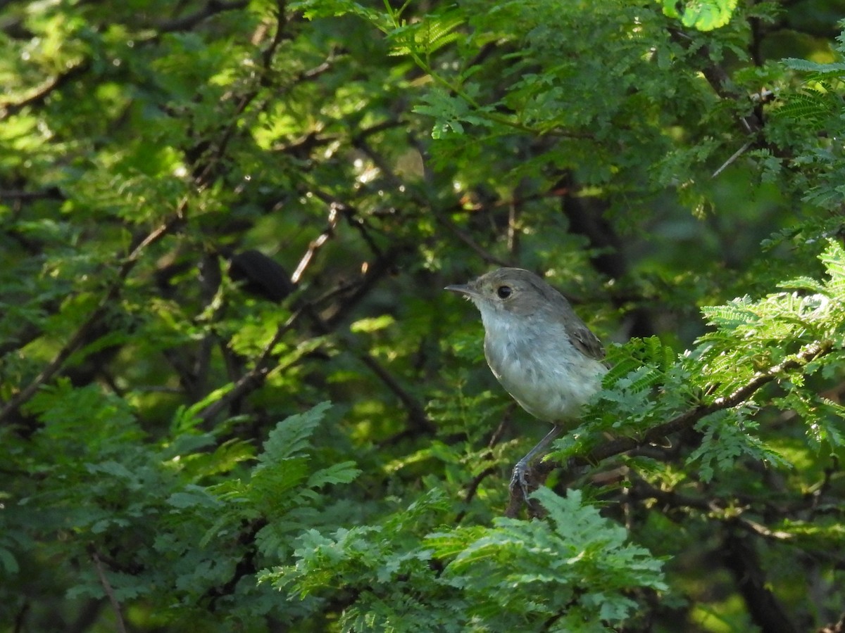 Fulvous-crowned Scrub-Tyrant - ML631637314