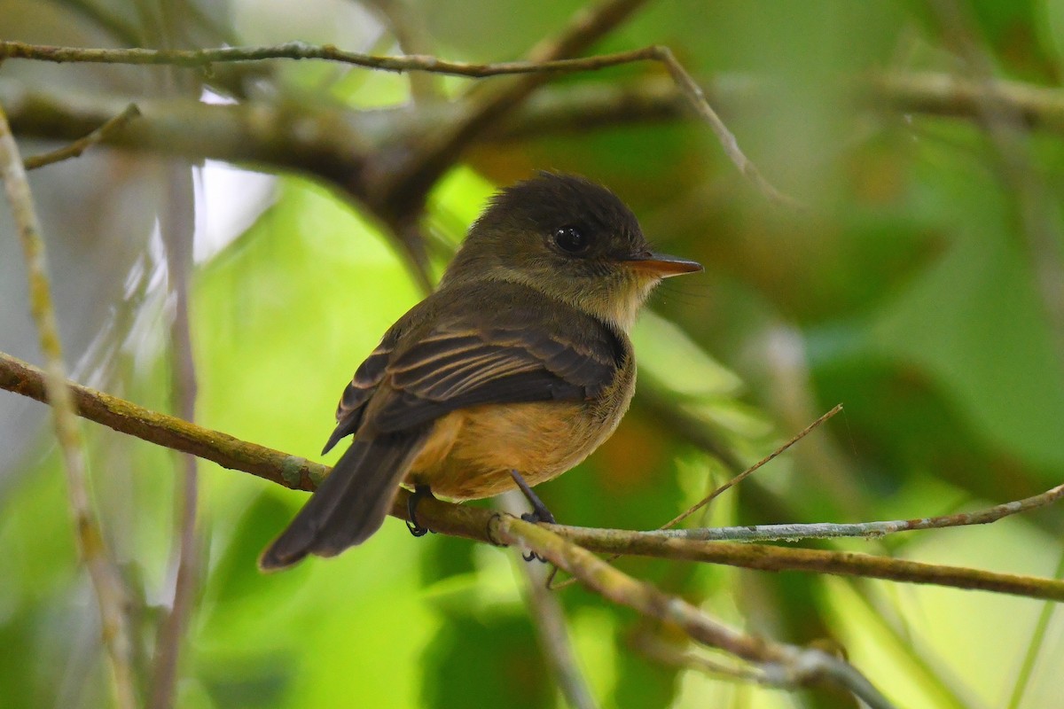 Lesser Antillean Pewee - ML631637340