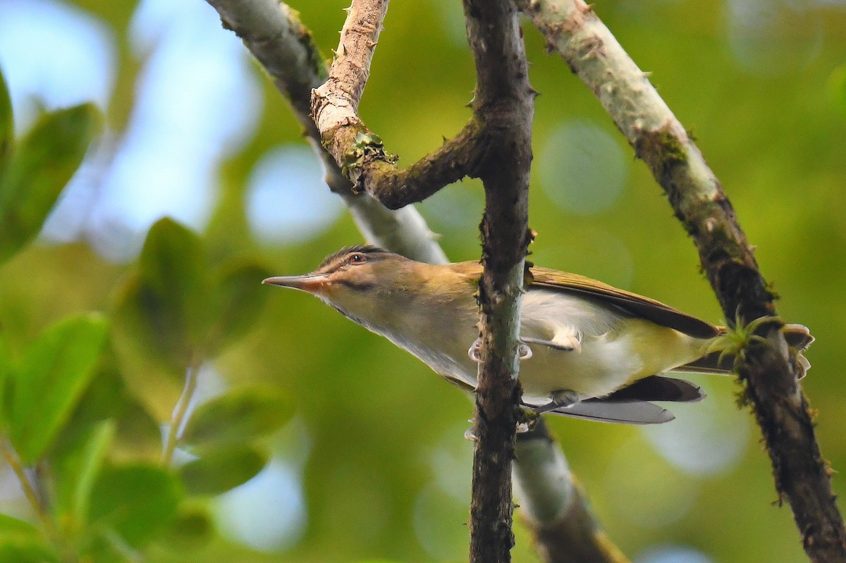 Black-whiskered Vireo - ML631637352