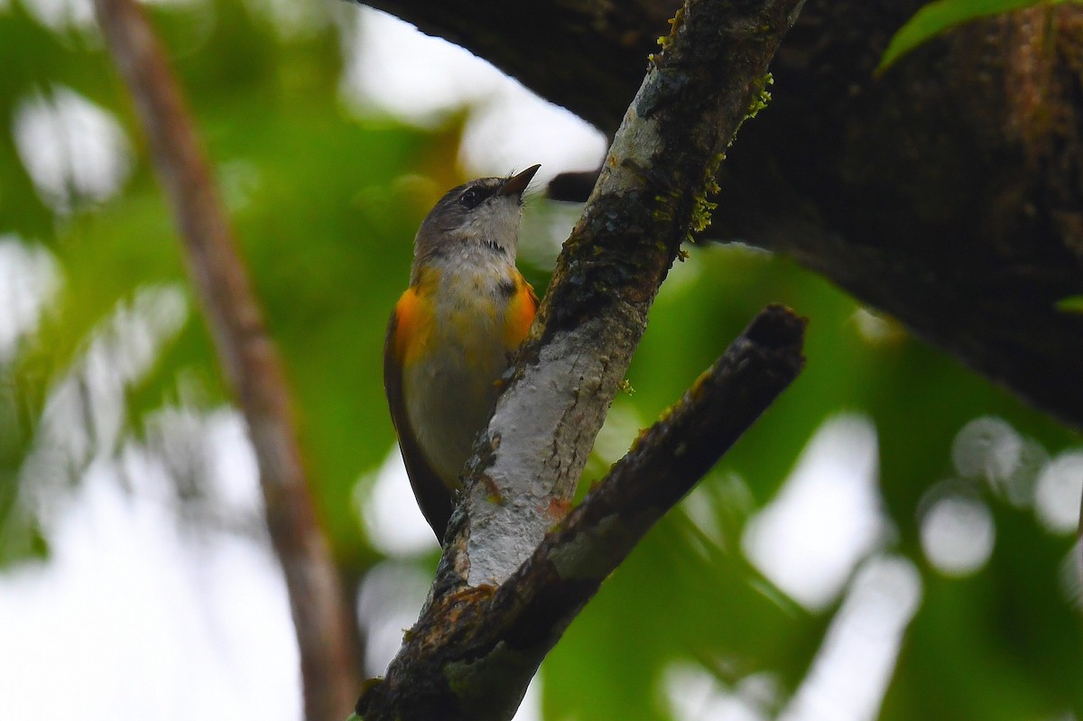 American Redstart - ML631637360
