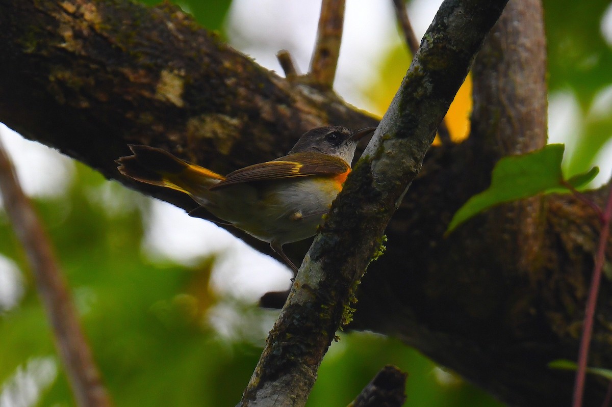 American Redstart - ML631637361
