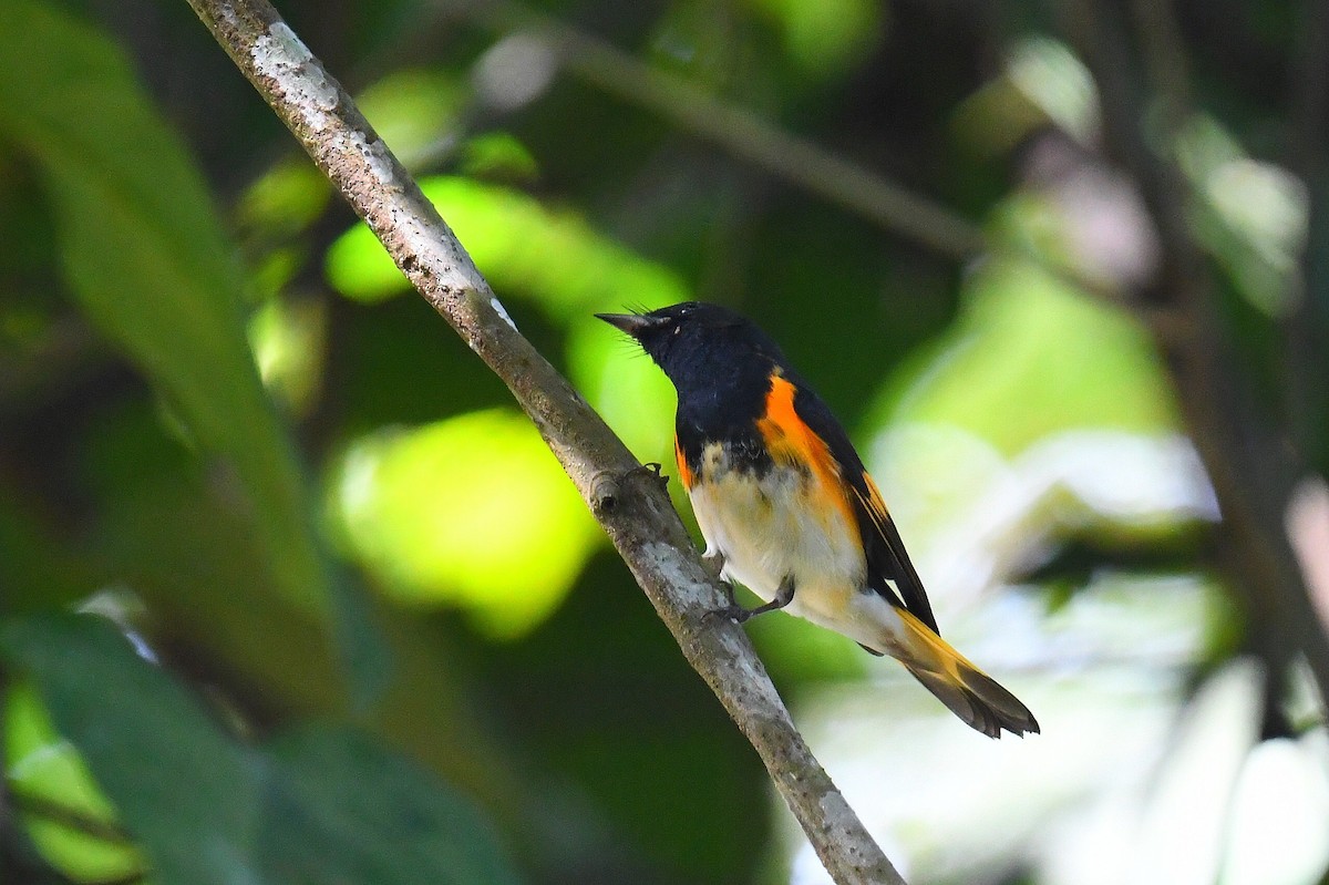 American Redstart - ML631637362