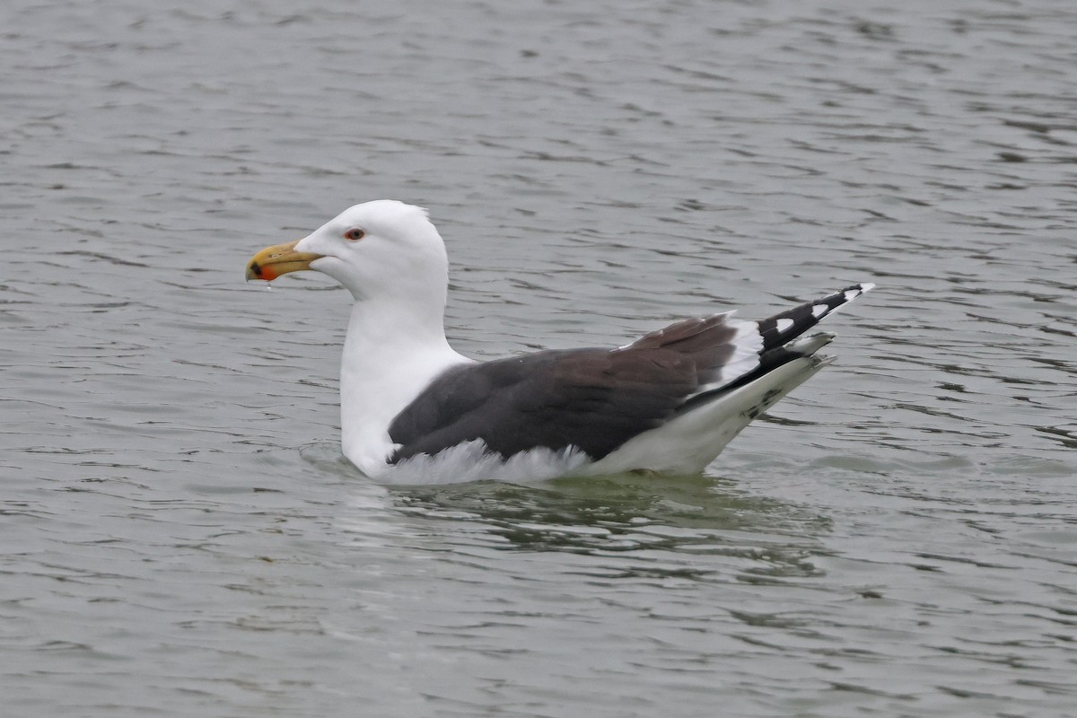 Great Black-backed Gull - ML631637452