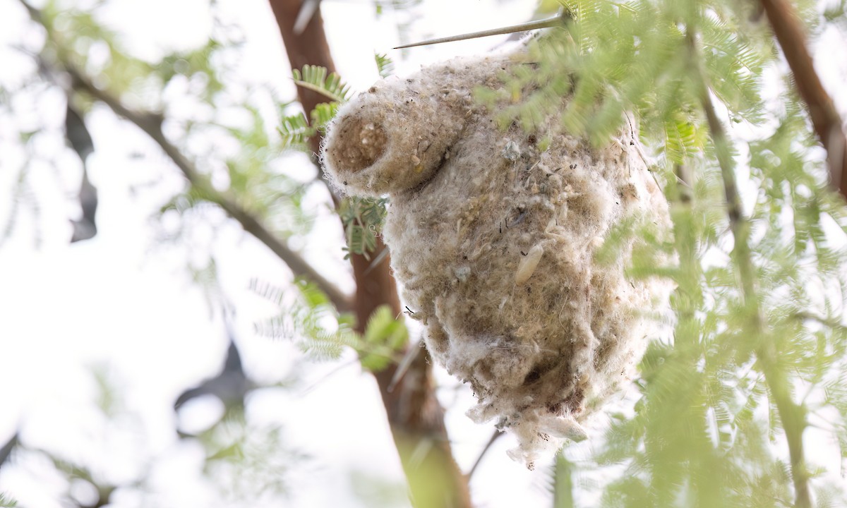 African Penduline-Tit - ML631637453