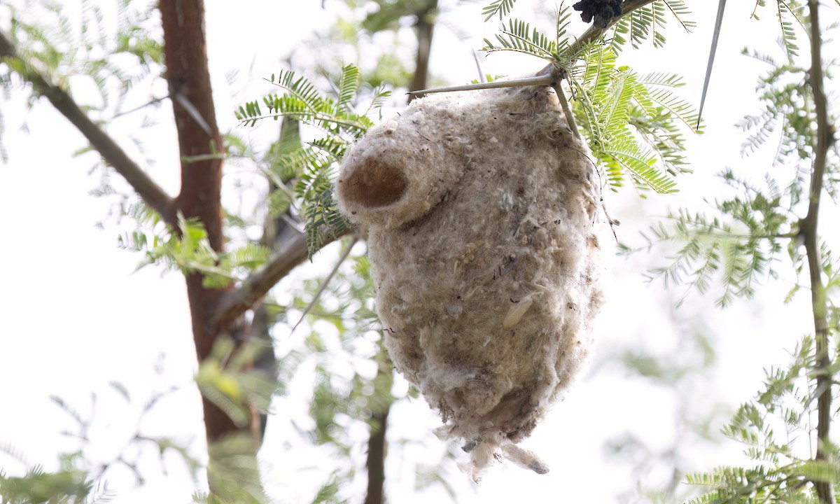 African Penduline-Tit - ML631637454