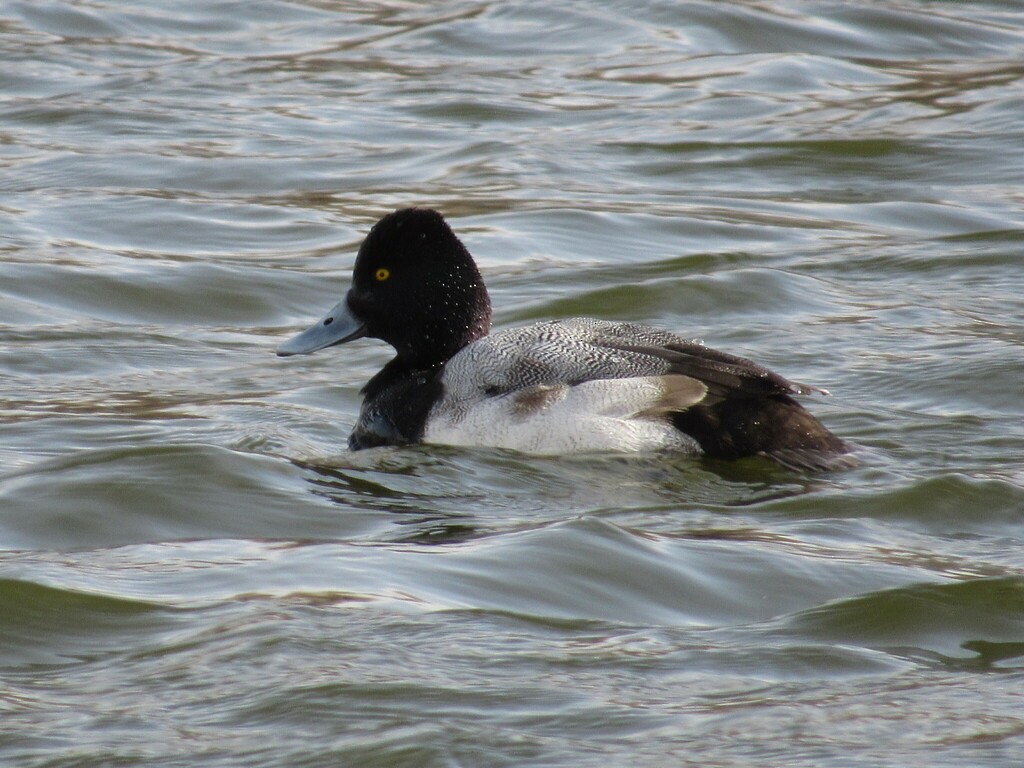 Lesser Scaup - ML631637480