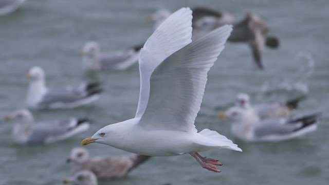 Glaucous Gull - ML631637822