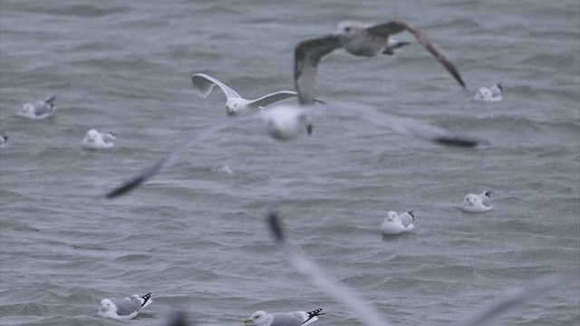 Glaucous Gull - ML631637851