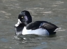 Ring-necked Duck - ML631637859