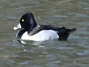 Ring-necked Duck - ML631637860