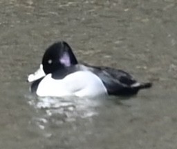 Ring-necked Duck - ML631637861