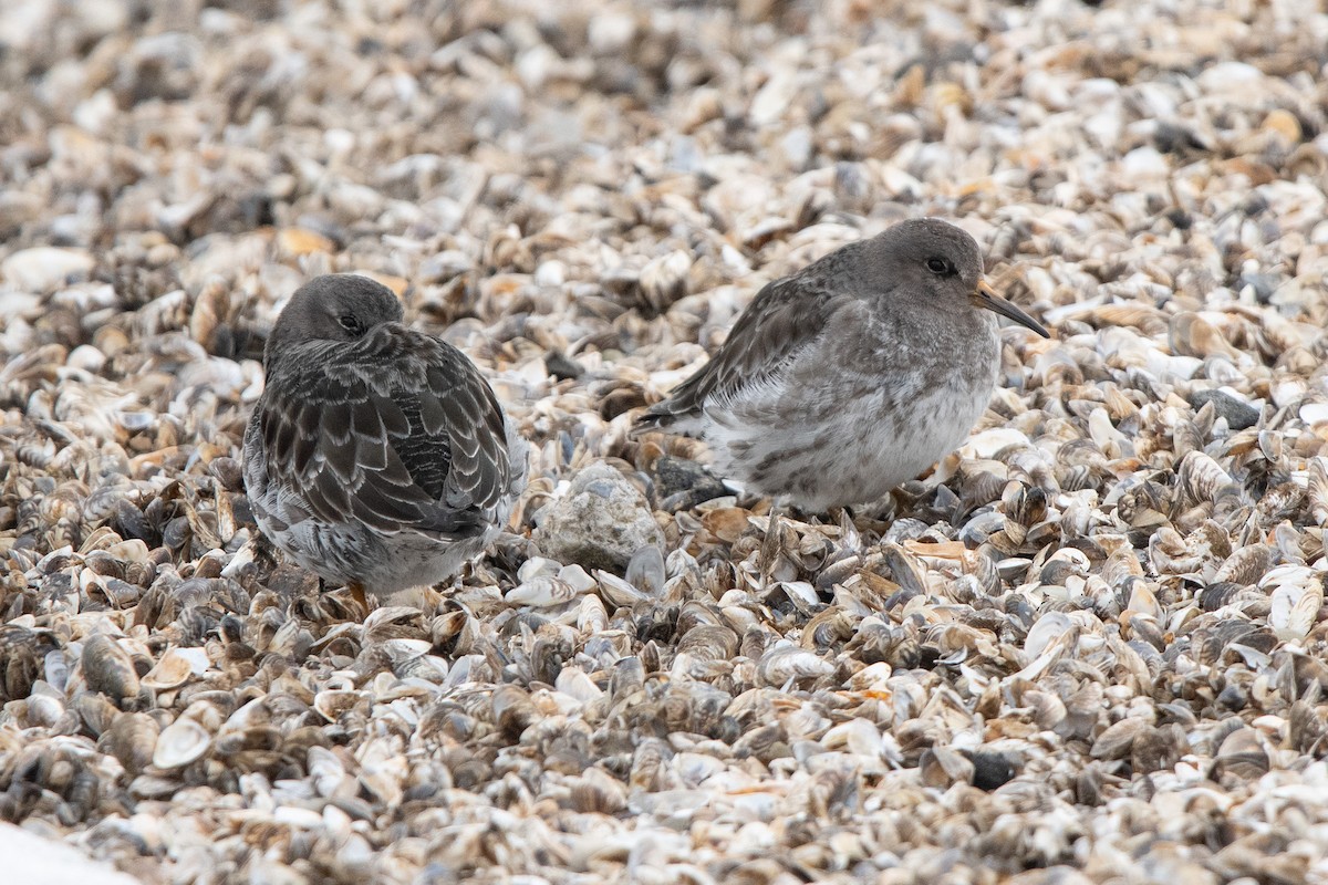 Purple Sandpiper - Sue Barth