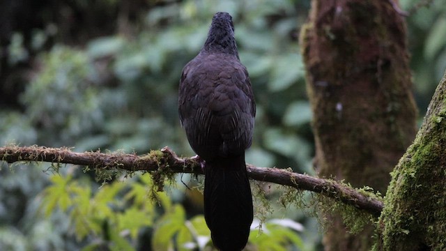 Andean Guan - ML631637991