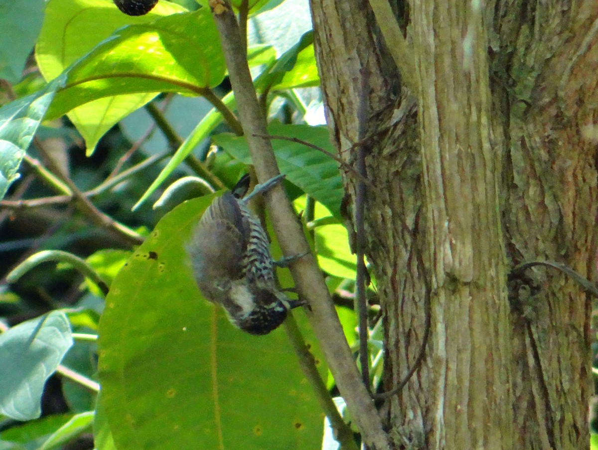 White-barred Piculet - ML631638119