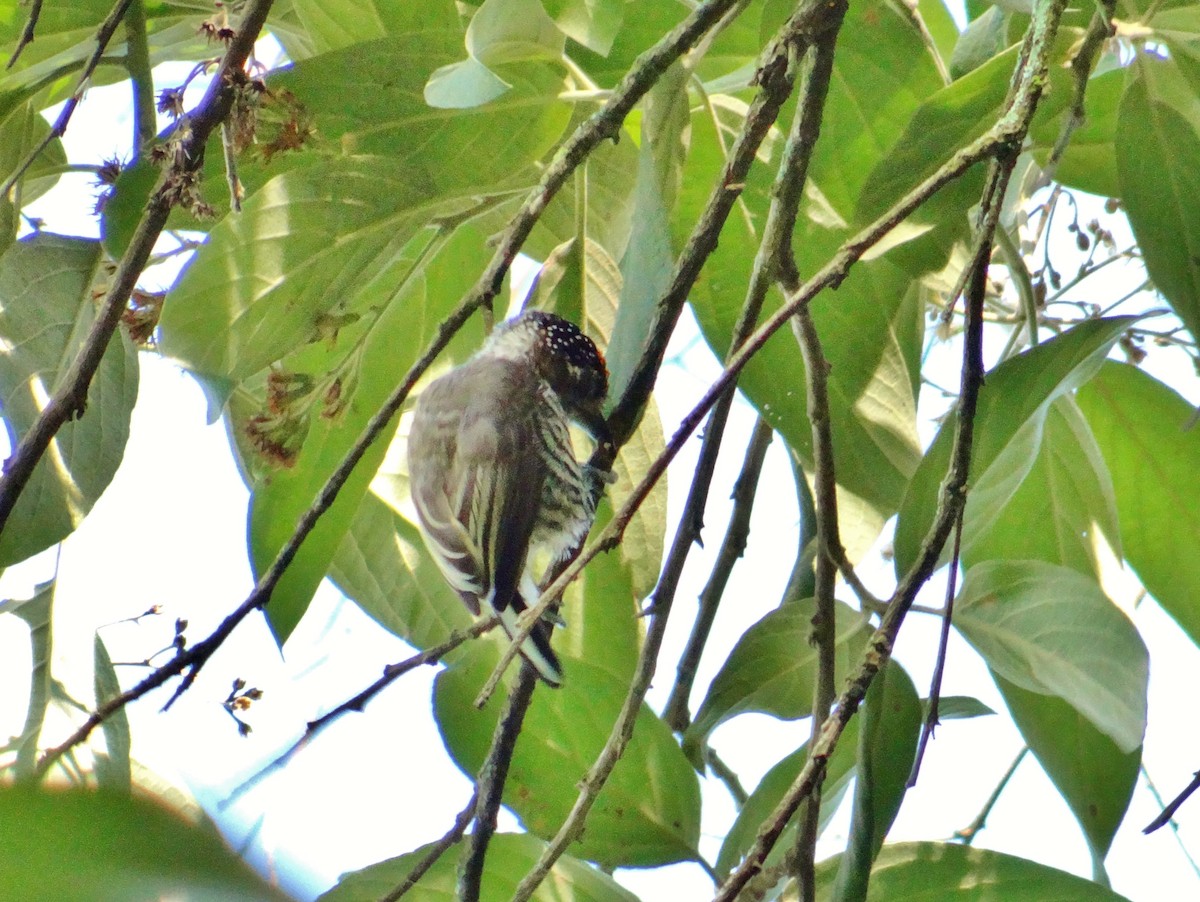 White-barred Piculet - ML631638234