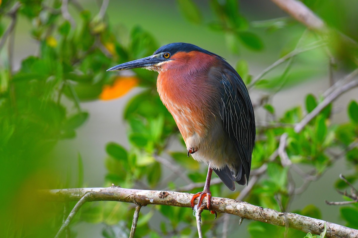 Green Heron - ML631638278