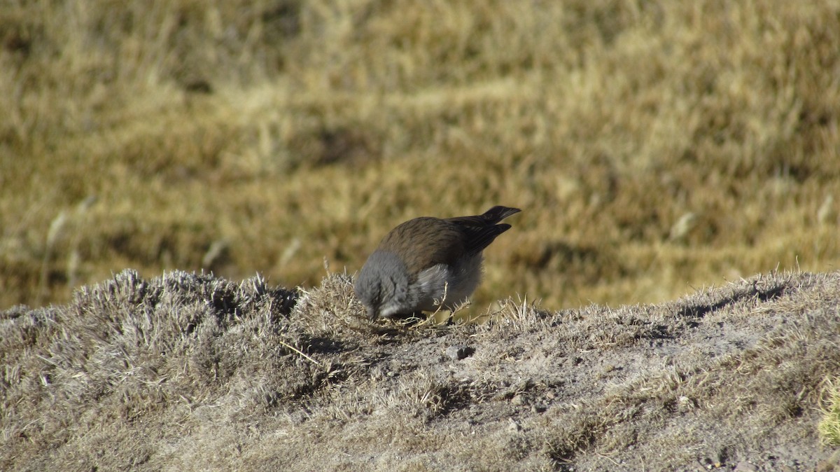 ノドジロヤマシトド - ML631638280