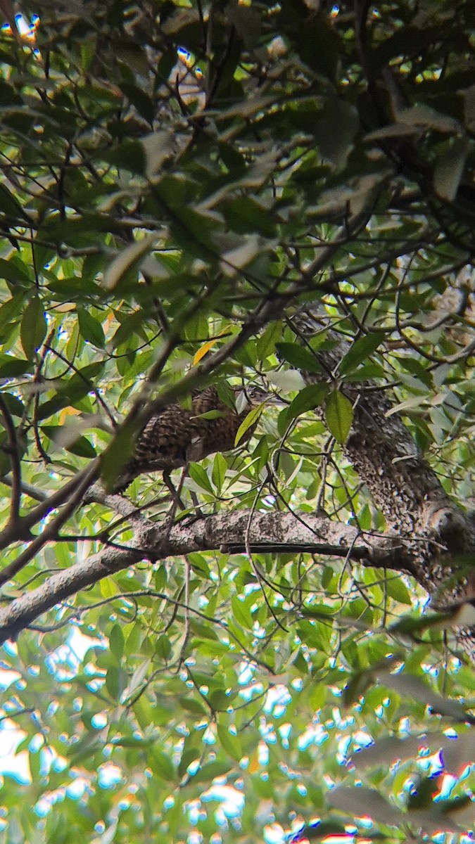 White-crested Tiger-Heron - ML631638288