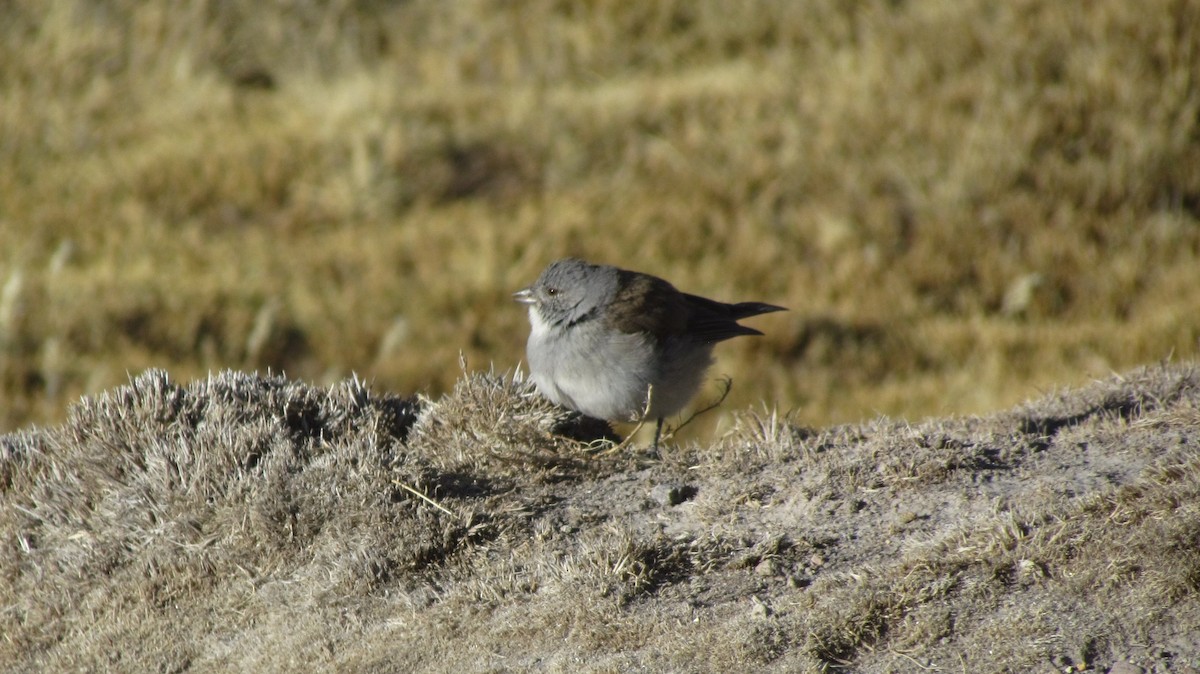 ノドジロヤマシトド - ML631638296